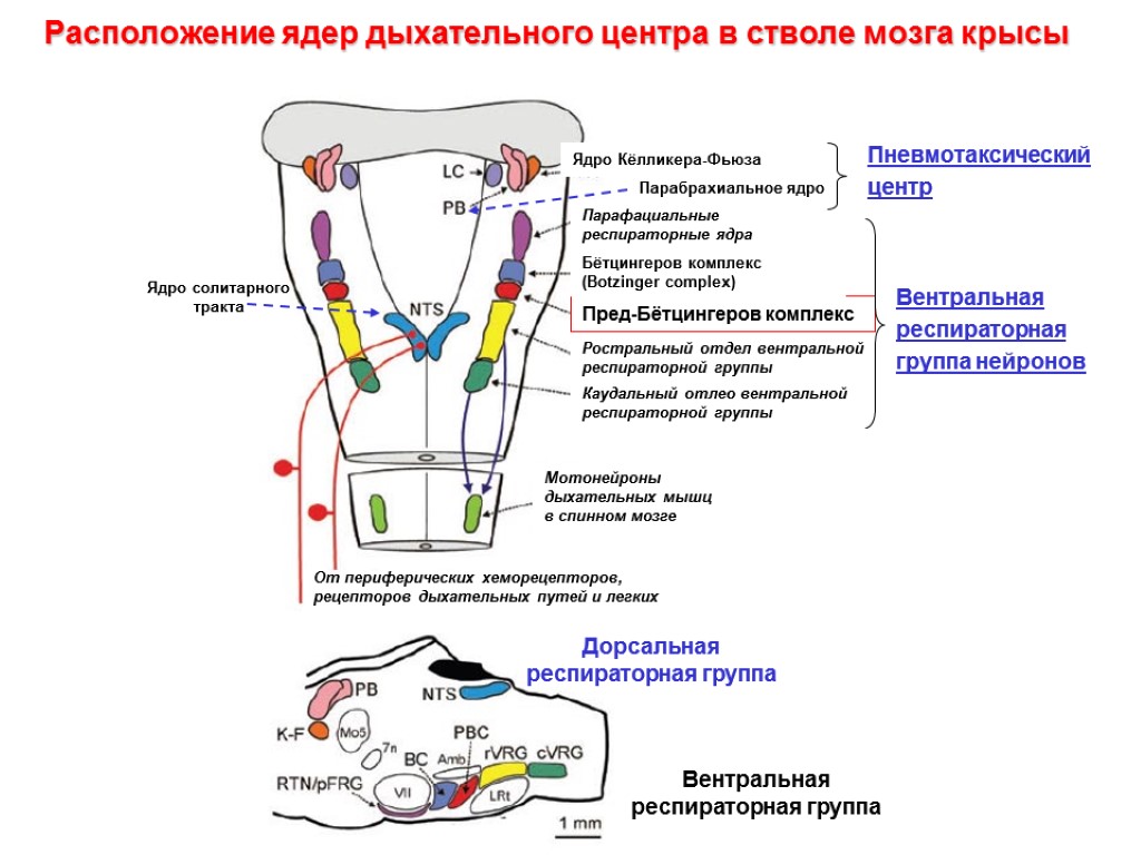 Расположение ядер дыхательного центра в стволе мозга крысы От периферических хеморецепторов, рецепторов дыхательных путей